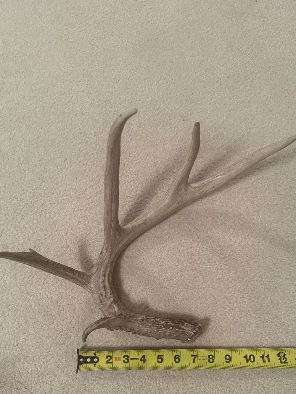 Natural shed authentic deer Antler